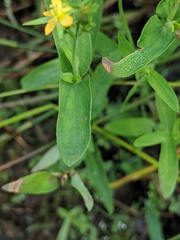 Hypericum majus