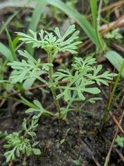 Leucospora multifida
