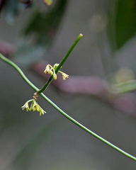 Orthosia scoparia