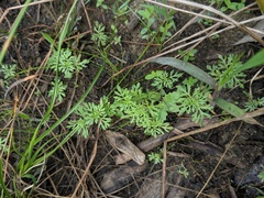 Leucospora multifida
