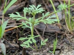 Leucospora multifida