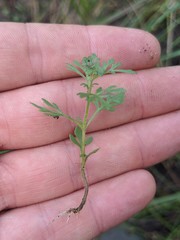 Leucospora multifida