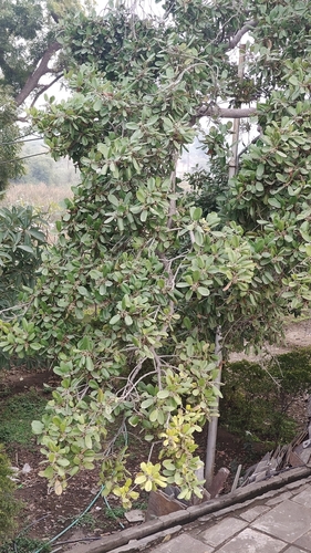 Maçaranduba