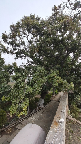 Foto de Maçaranduba