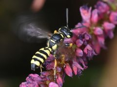Cerceris arenaria