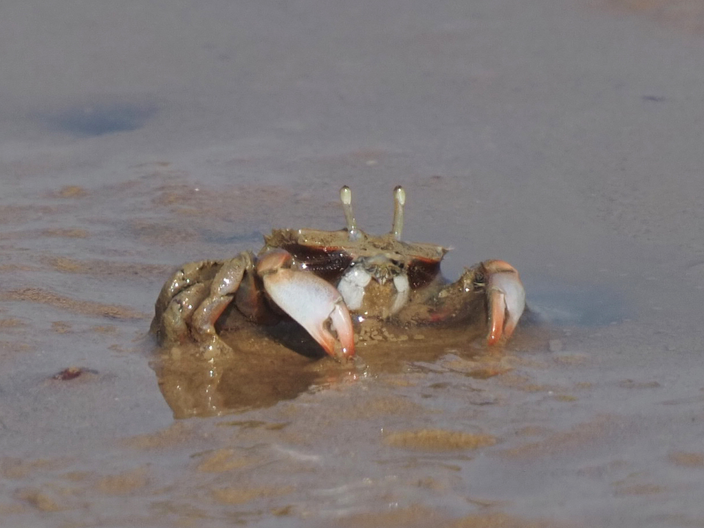 Macrophthalmus definitus