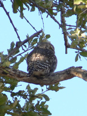 Glaucidium perlatum