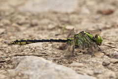 Ophiogomphus cecilia