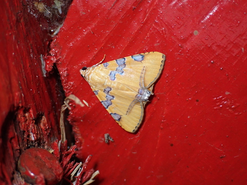Eulepidotis hermura