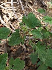 Phacelia hydrophylloides
