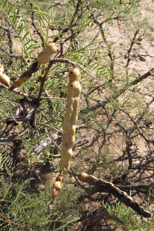 Prosopis alpataco Phil.