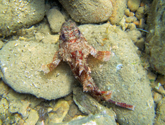 Scorpaena notata