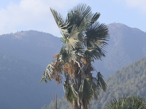 Image of Trachycarpus martianus by (c) Sagnik Dutta Roy, some rights reserved (CC BY)