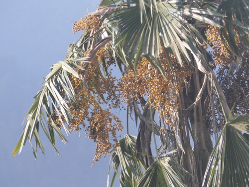 Image of Trachycarpus martianus by (c) Sagnik Dutta Roy, some rights reserved (CC BY)