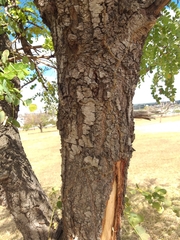 Stryphnodendron adstringens