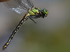Ophiogomphus mainensis