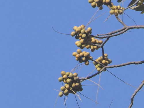 Image of Choerospondias axillaris by (c) Sagnik Dutta Roy, some rights reserved (CC BY)