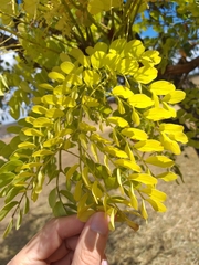 Stryphnodendron adstringens