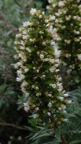 Echium onosmifolium, photograph 6