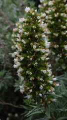 Echium onosmifolium, photograph (c) fmunoz, some rights reserved (CC BY)