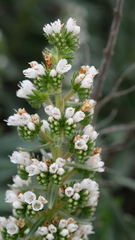Echium onosmifolium, photograph (c) fmunoz, some rights reserved (CC BY)