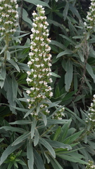 Echium onosmifolium, photograph (c) fmunoz, some rights reserved (CC BY)
