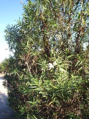 Baccharis salicifolia