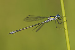 Lestes sponsa