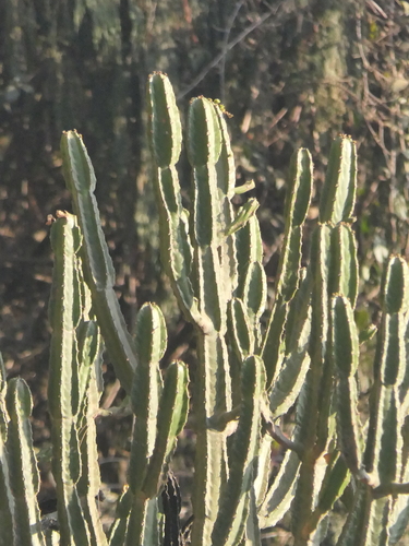 Euphorbia royleana, photograph 4