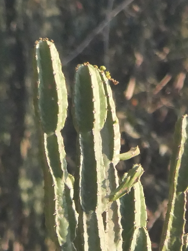 Euphorbia royleana, photograph 3