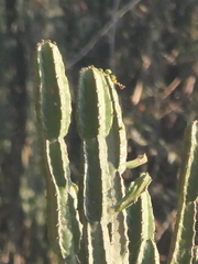 Euphorbia royleana, photograph (c) Sagnik Dutta Roy, some rights reserved (CC BY)