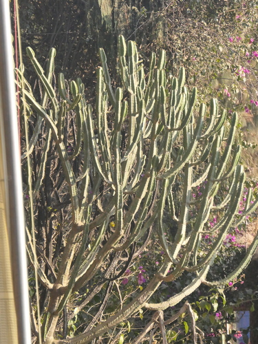 Euphorbia royleana, photograph 5
