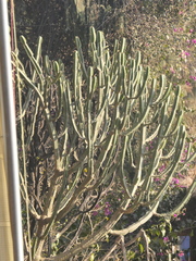 Euphorbia royleana, photograph (c) Sagnik Dutta Roy, some rights reserved (CC BY)