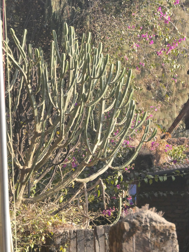 Euphorbia royleana Boiss. 2