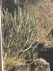 Euphorbia royleana