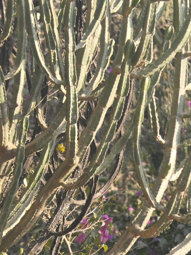 Euphorbia royleana, photograph 2