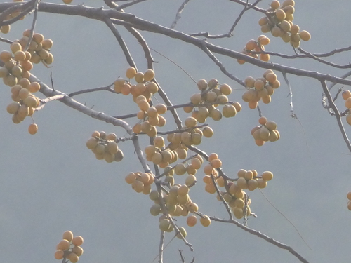 Image of Nepali Hog-Plum (Choerospondias axillaris) by (c) Sagnik Dutta Roy, some rights reserved (CC BY)