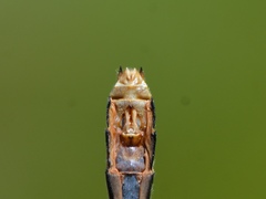 Ophiogomphus mainensis