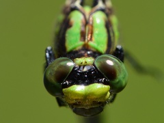 Ophiogomphus mainensis