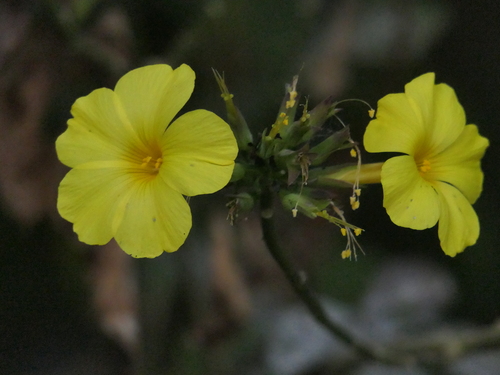 Image of Reinwardtia indica by (c) Sagnik Dutta Roy, some rights reserved (CC BY)