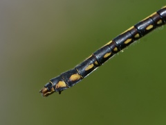 Ophiogomphus mainensis