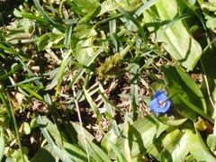 Commelina tuberosa