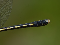 Ophiogomphus mainensis