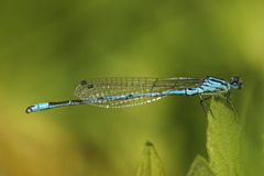 Coenagrion puella