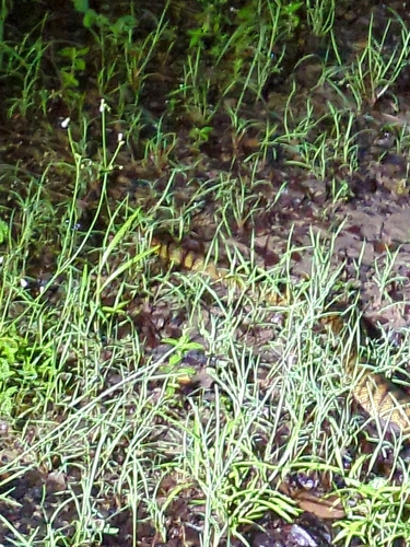 Black-headed Python sighting