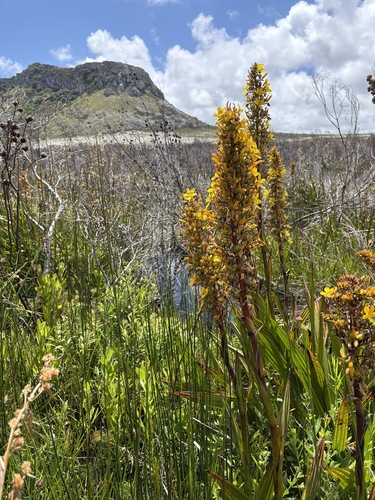 Image of Wachendorfia thyrsiflora by (c) Charleen Brunke, some rights reserved (CC BY)