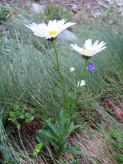 Leucanthemum heterophyllum