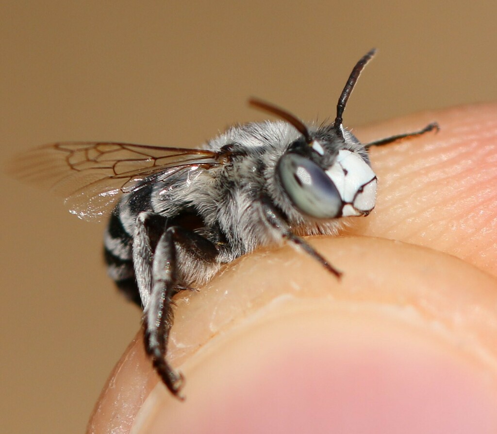 Amegilla talaris