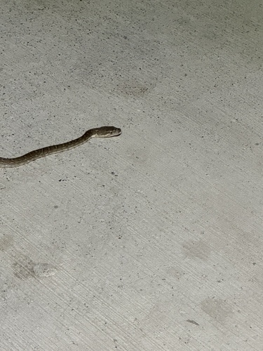 Coastal Carpet Python sighting