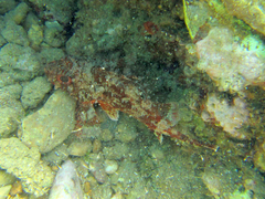 Scorpaena notata